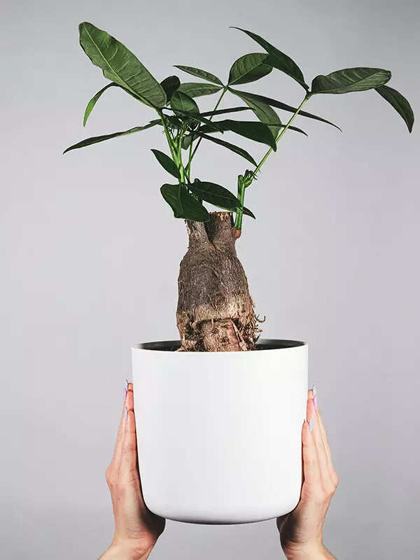Discover the top 10 plants believed to attract prosperity and good luck in your living spaces
